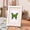 Mini Diamantes - Mariposas