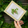 Mini Diamantes - Plantas