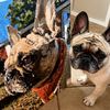 Kit personalizado - ANIMALES